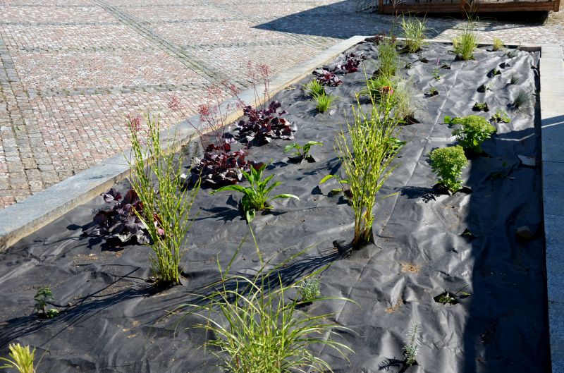 ground cover and landscape fabric installation