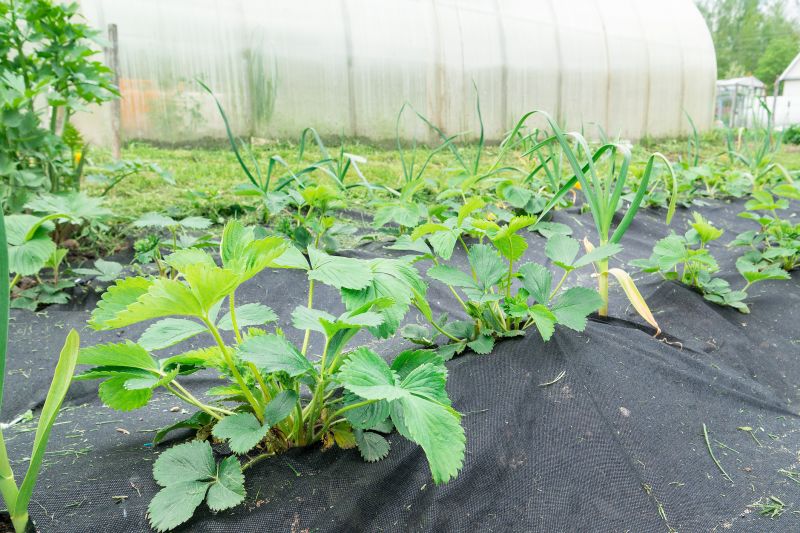 ground cover and landscape fabric installation