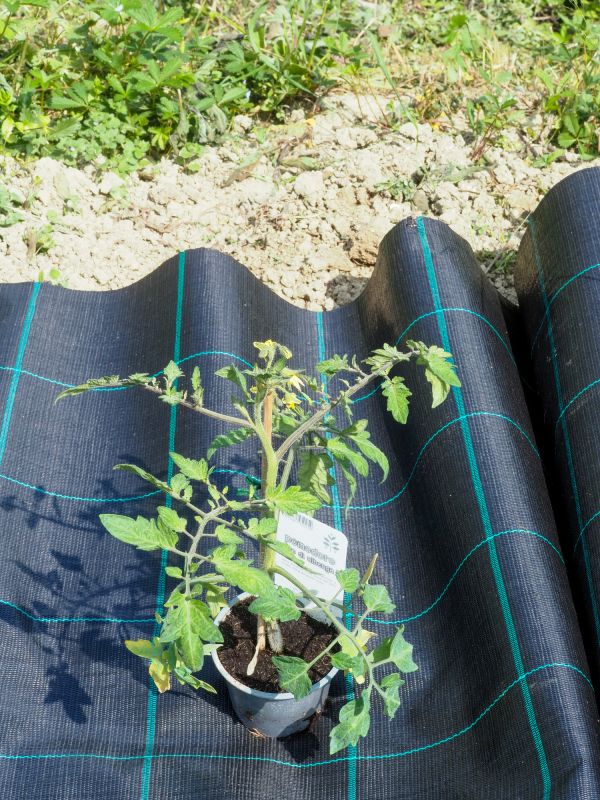 Pathway with Fabric Layer